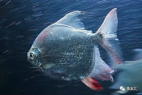 玫瑰銀板魚【熱帶素食高背銀板魚的飼養技巧】