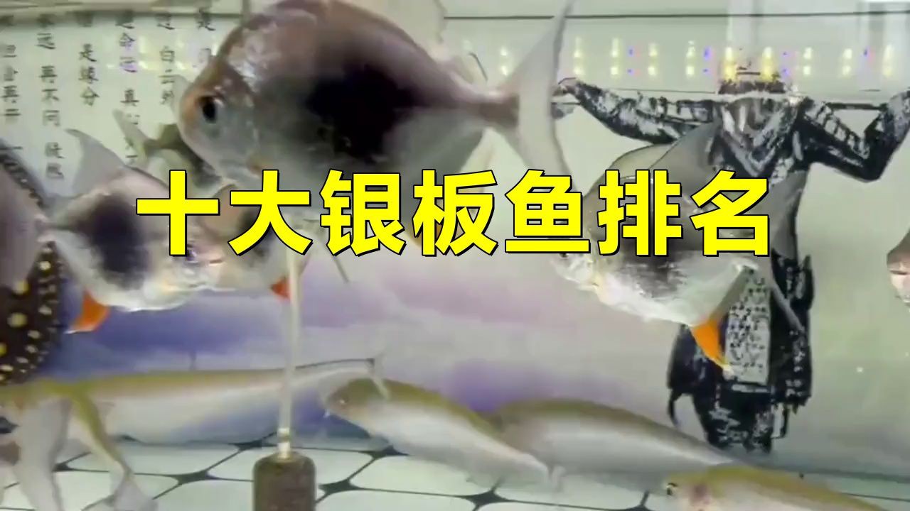 玫瑰銀板魚【熱帶素食高背銀板魚的飼養技巧】