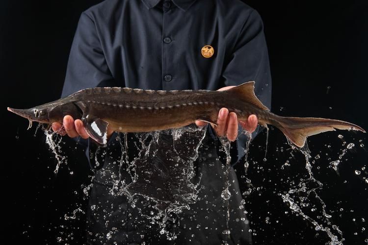 鱘龍魚圖片【中國新聞網,魚界大熊貓——鱘龍魚養殖“鱘”出致富新路】