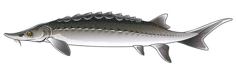 鱘龍魚圖片【中國新聞網,魚界大熊貓——鱘龍魚養殖“鱘”出致富新路】