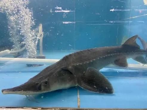 鱘龍魚圖片【中國新聞網,魚界大熊貓——鱘龍魚養殖“鱘”出致富新路】
