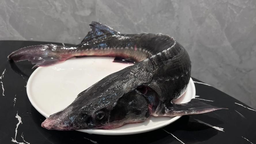 鱘龍魚圖片【中國新聞網,魚界大熊貓——鱘龍魚養殖“鱘”出致富新路】