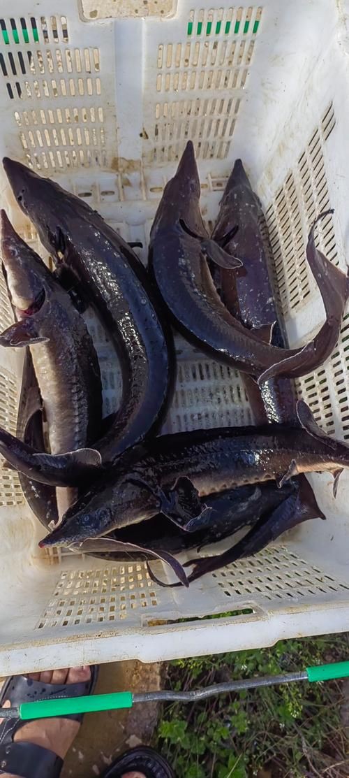 鱘龍魚圖片【中國新聞網,魚界大熊貓——鱘龍魚養殖“鱘”出致富新路】