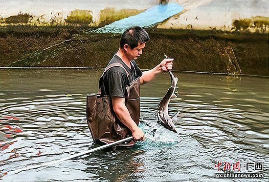 鱘龍魚圖片【中國新聞網,魚界大熊貓——鱘龍魚養殖“鱘”出致富新路】