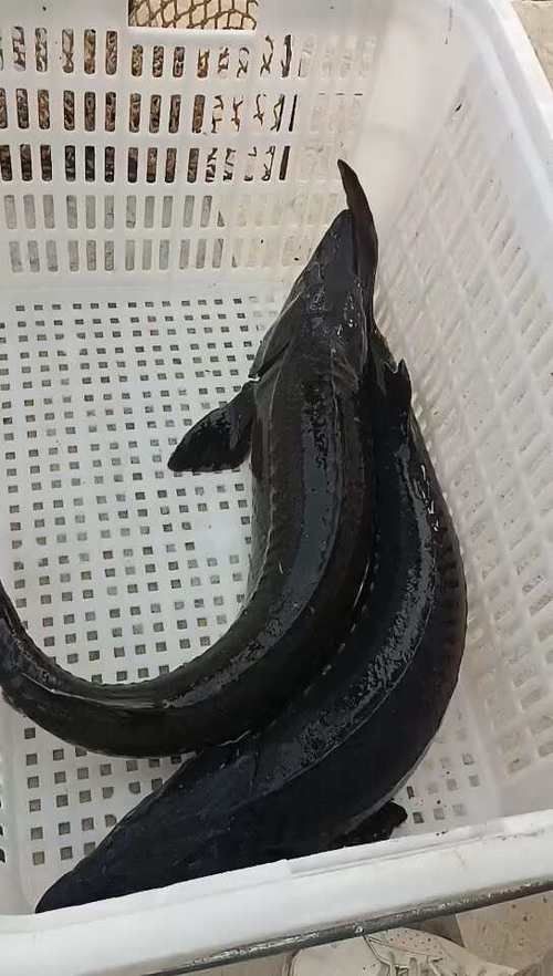 鱘龍魚圖片【中國新聞網,魚界大熊貓——鱘龍魚養殖“鱘”出致富新路】