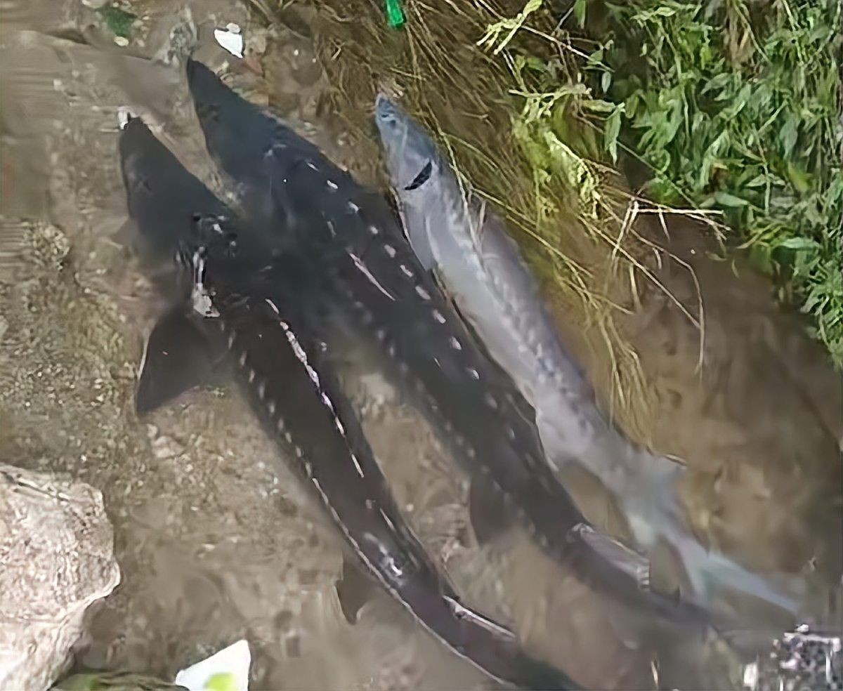 鱘龍魚圖片【中國新聞網,魚界大熊貓——鱘龍魚養殖“鱘”出致富新路】