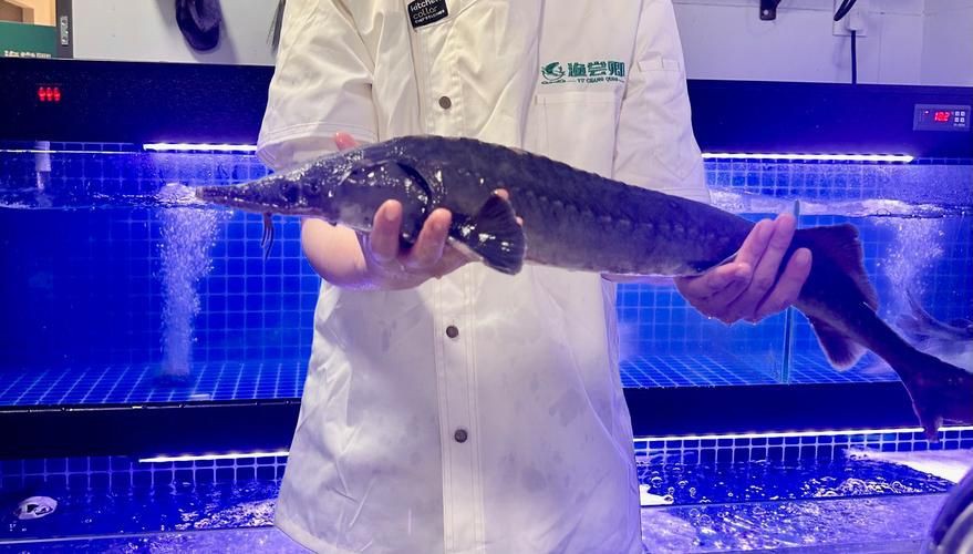 鱘龍魚圖片【中國新聞網,魚界大熊貓——鱘龍魚養殖“鱘”出致富新路】