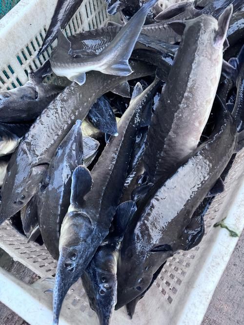 鱘龍魚圖片【中國新聞網,魚界大熊貓——鱘龍魚養殖“鱘”出致富新路】