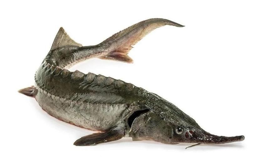 鱘龍魚圖片【中國新聞網,魚界大熊貓——鱘龍魚養殖“鱘”出致富新路】