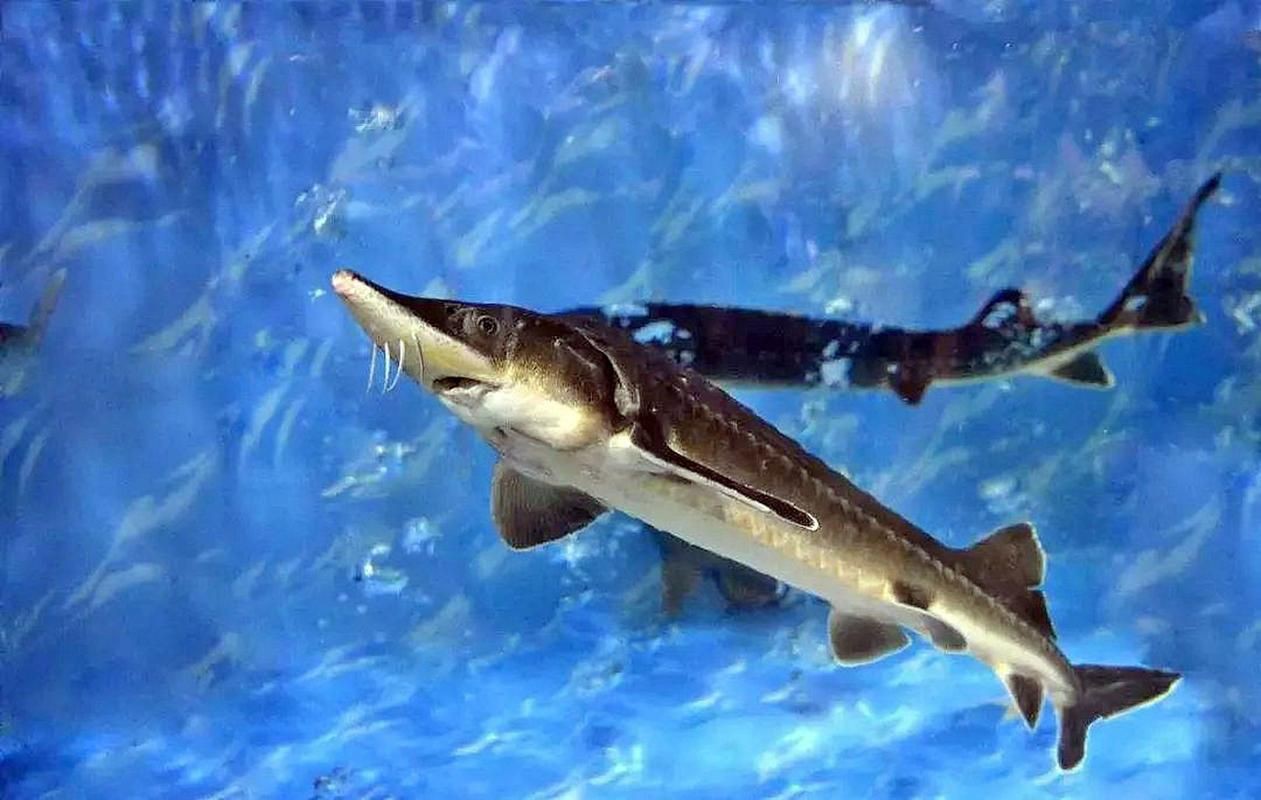 鱘龍魚圖片【中國新聞網,魚界大熊貓——鱘龍魚養殖“鱘”出致富新路】