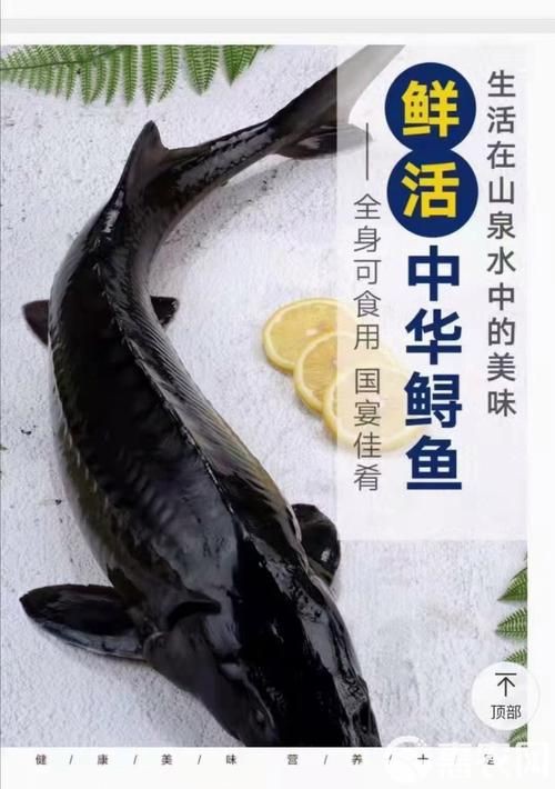鱘龍魚圖片【中國新聞網,魚界大熊貓——鱘龍魚養殖“鱘”出致富新路】