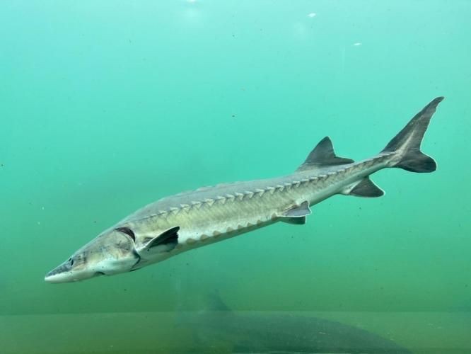 鱘龍魚圖片【中國新聞網,魚界大熊貓——鱘龍魚養殖“鱘”出致富新路】