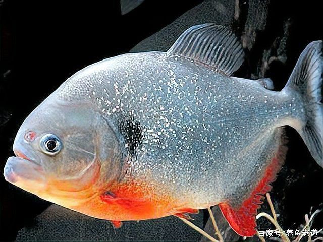 熱帶觀賞魚品種介紹【《熱帶觀賞魚品種介紹》】