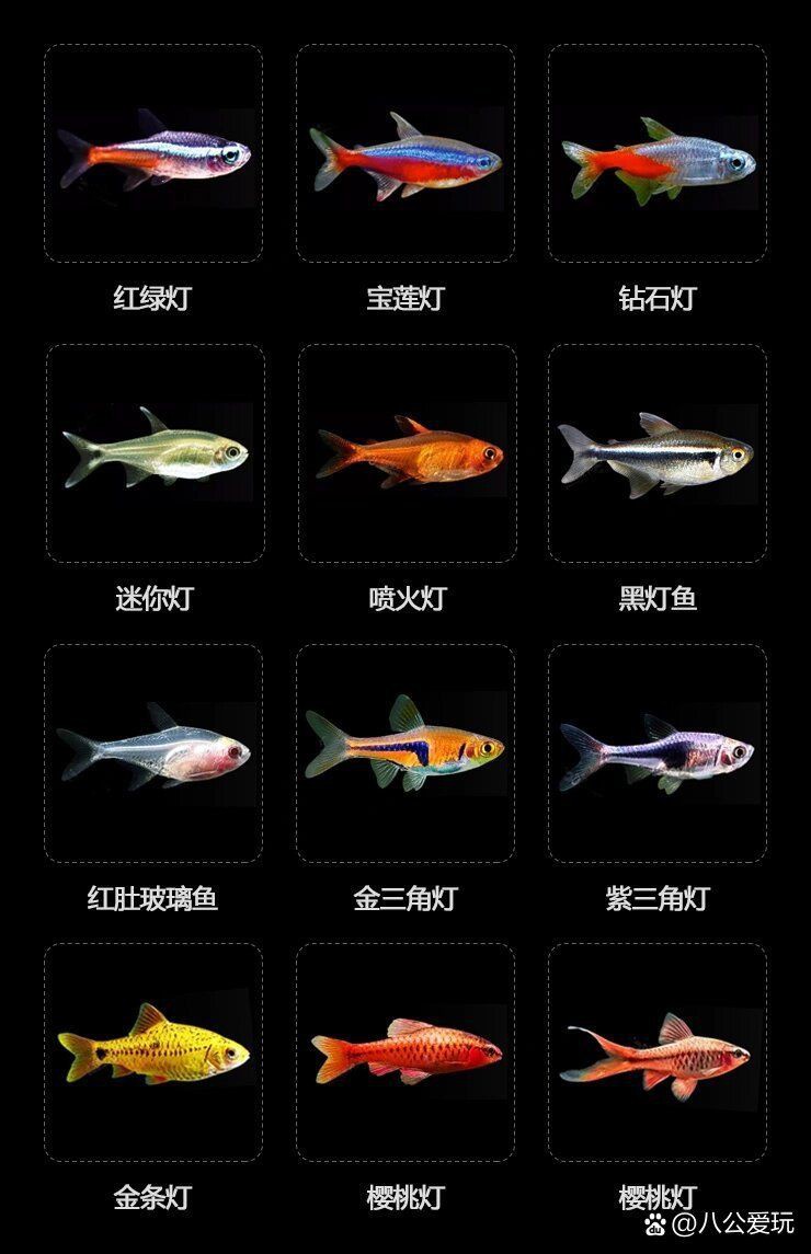 熱帶觀賞魚品種介紹【《熱帶觀賞魚品種介紹》】