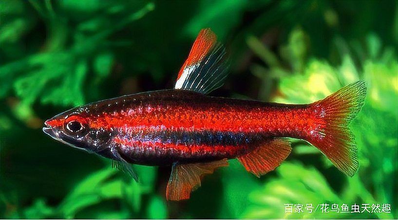 熱帶觀賞魚品種介紹【《熱帶觀賞魚品種介紹》】