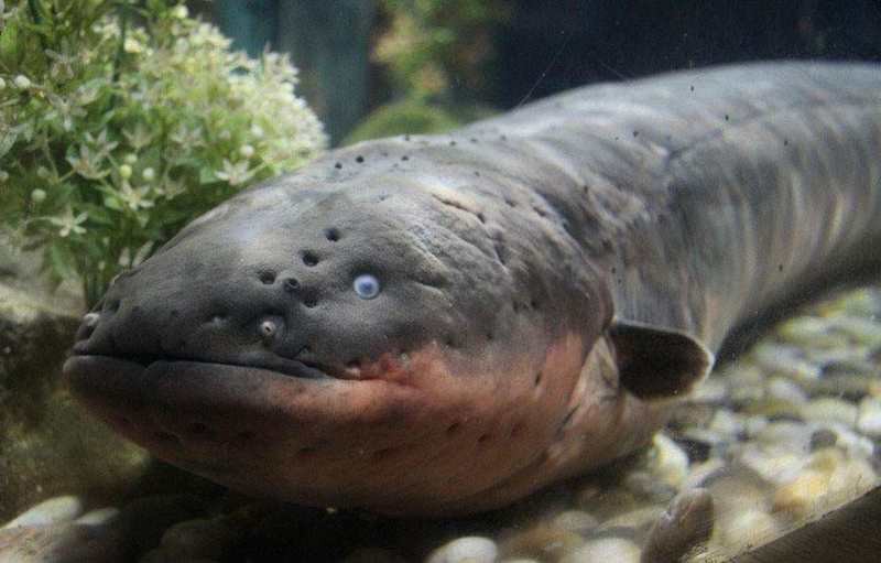 什么魚種能吃掉電鰻【電鰻最大的天敵竟是人類智慧】