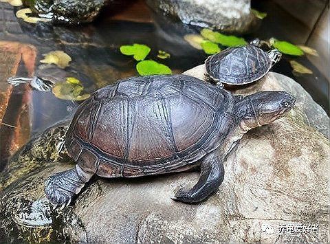 高背龜的飼養環境要求【黃緣閉殼龜如何養成】
