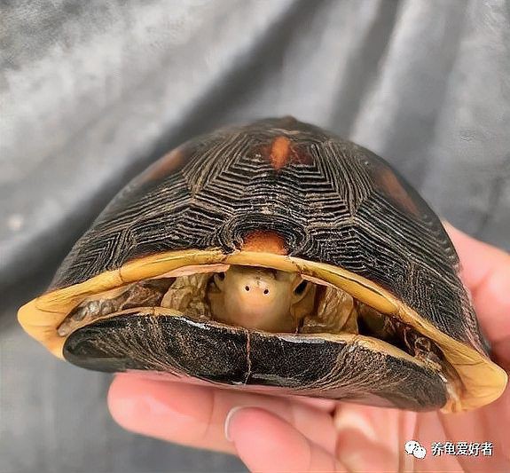 高背龜的飼養環境要求【黃緣閉殼龜如何養成】