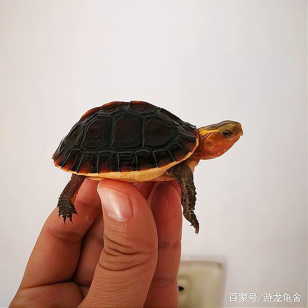 高背龜的飼養環境要求【黃緣閉殼龜如何養成】