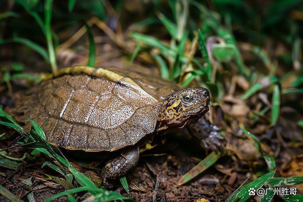 高背龜的飼養環境要求【黃緣閉殼龜如何養成】