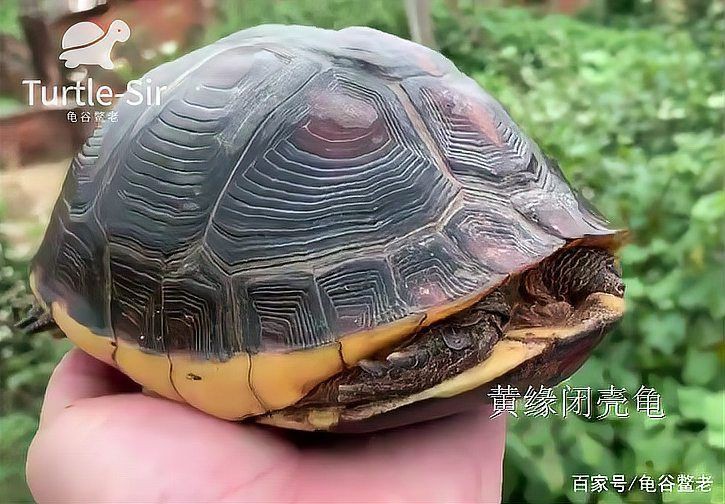 高背龜的飼養環境要求【黃緣閉殼龜如何養成】