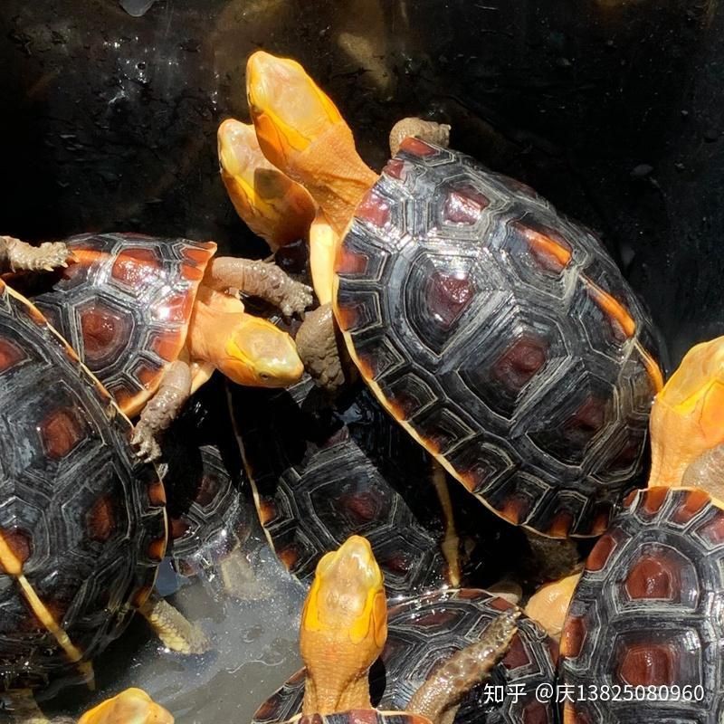 高背龜的飼養環境要求【黃緣閉殼龜如何養成】