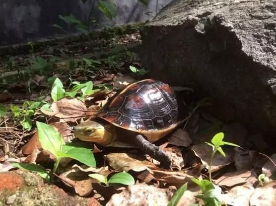 高背龜的飼養環境要求【黃緣閉殼龜如何養成】