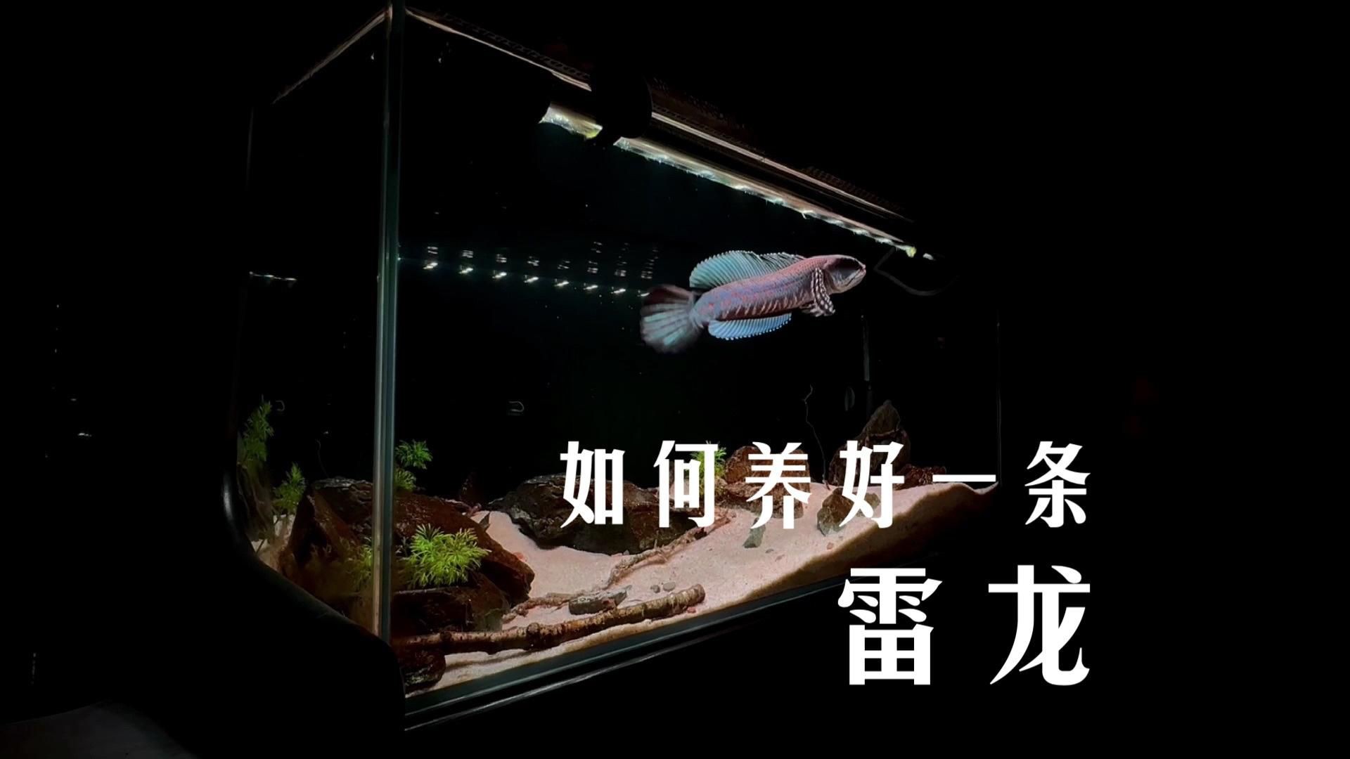 雷龍魚哪個品種好養【新手養雷龍全攻略:新手養雷龍魚品種及飼養要點】