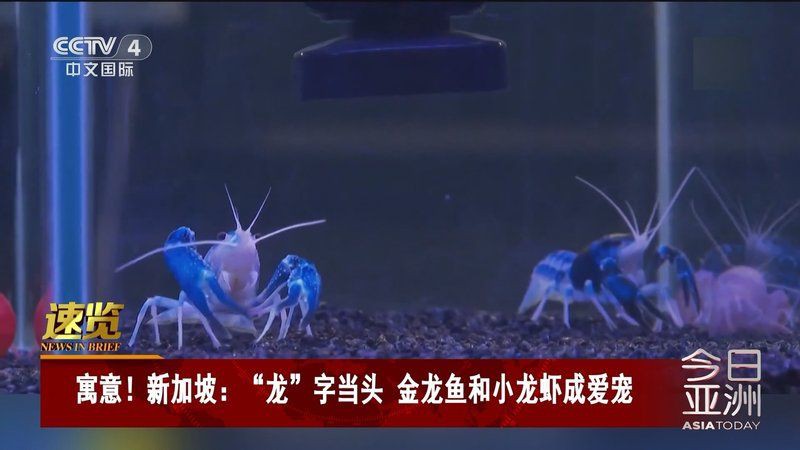 有沒有關(guān)于金龍魚的紀(jì)錄片【《品牌強(qiáng)國之路》金龍魚】