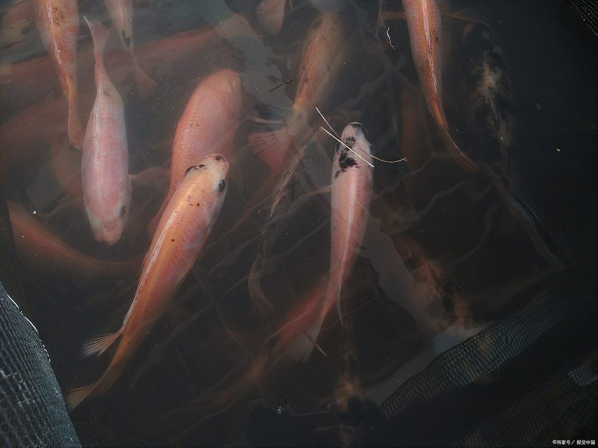 泗水龍魚最建議買的5種東西【泗水龍魚飼養最值得購買的5種物品】