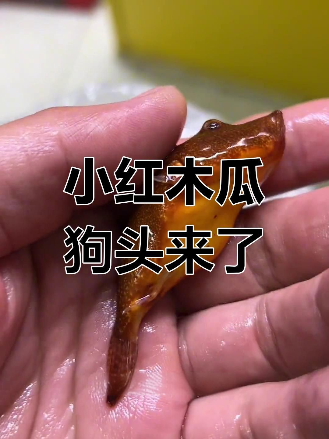 木瓜狗頭和紅木瓜狗頭【木瓜狗頭與“紅木瓜狗頭”的飼養要點和飼養要點】 木瓜狗頭和紅木瓜狗頭【木瓜狗頭與“紅木瓜狗頭”的飼養要點和飼養要點】 龍魚百科 第2張