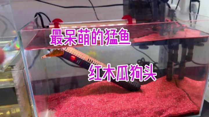 木瓜狗頭和紅木瓜狗頭【木瓜狗頭與“紅木瓜狗頭”的飼養要點和飼養要點】 木瓜狗頭和紅木瓜狗頭【木瓜狗頭與“紅木瓜狗頭”的飼養要點和飼養要點】 龍魚百科 第1張