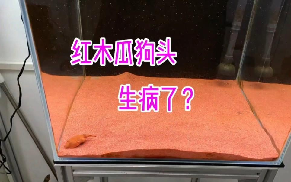 木瓜狗頭和紅木瓜狗頭【木瓜狗頭與“紅木瓜狗頭”的飼養要點和飼養要點】 木瓜狗頭和紅木瓜狗頭【木瓜狗頭與“紅木瓜狗頭”的飼養要點和飼養要點】 龍魚百科 第4張