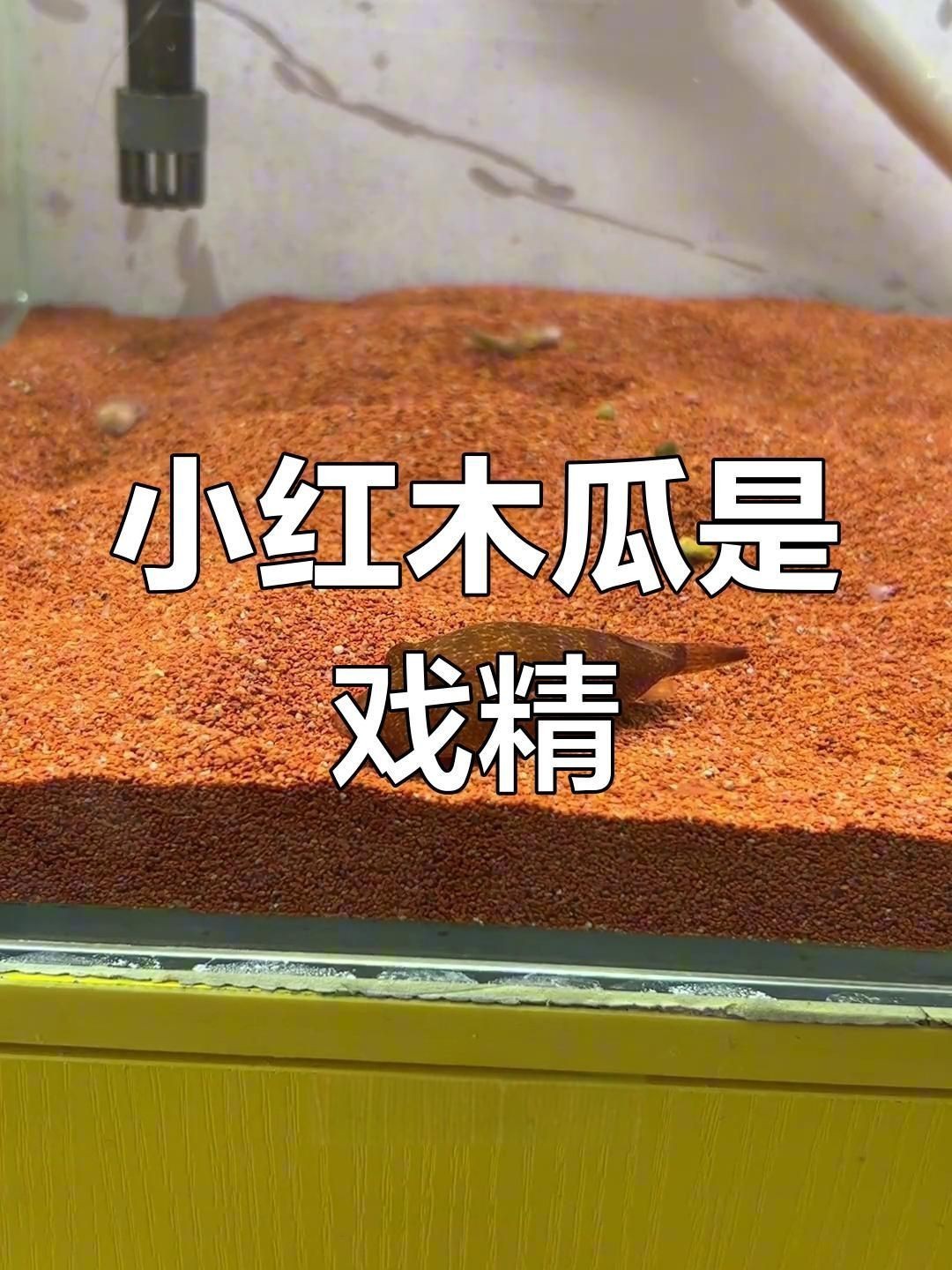 木瓜狗頭和紅木瓜狗頭【木瓜狗頭與“紅木瓜狗頭”的飼養要點和飼養要點】 木瓜狗頭和紅木瓜狗頭【木瓜狗頭與“紅木瓜狗頭”的飼養要點和飼養要點】 龍魚百科 第3張
