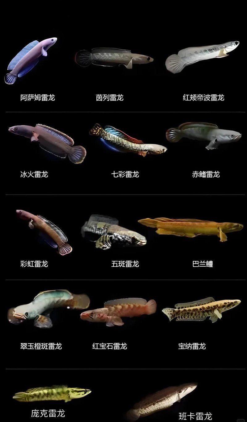 雷龍魚(yú)有哪些品種？【小型雷龍魚(yú)品種全解析枯藤活寶雷龍魚(yú)品種介紹】