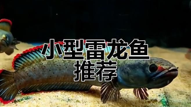 雷龍魚有哪些品種？【小型雷龍魚品種全解析枯藤活寶雷龍魚品種介紹】