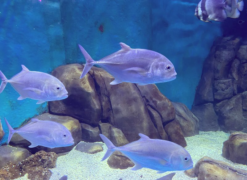 九龍坡水族店【九龍坡區水族店分布廣泛且各具特色】