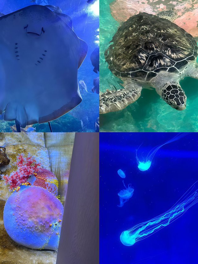 九龍坡水族店【九龍坡區水族店分布廣泛且各具特色】