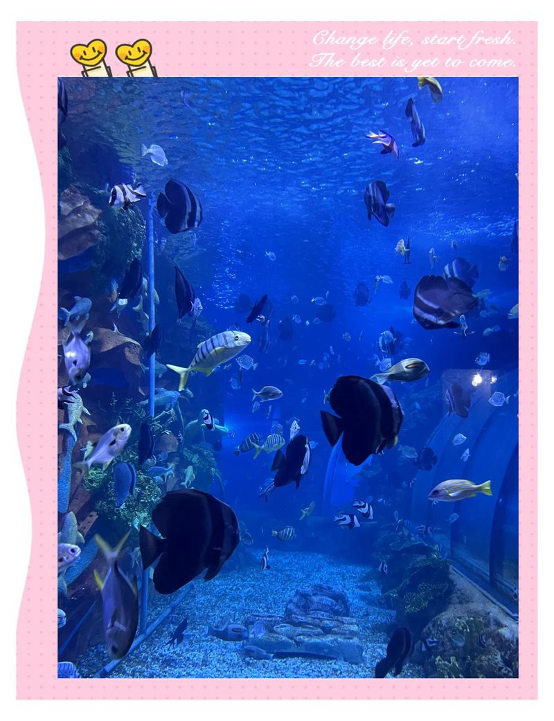 九龍坡水族店【九龍坡區水族店分布廣泛且各具特色】