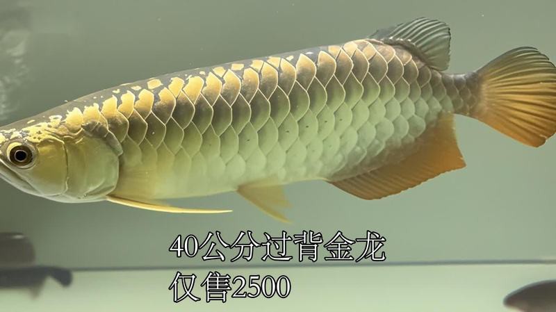 40公分一條金龍魚貴嗎【一條40公分的金龍魚價格因品種、品質及市場供需等因素差異較大】