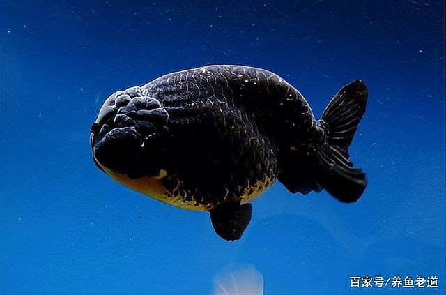 魚得了腹水會傳染魚嗎【如何判斷魚腹水病？】