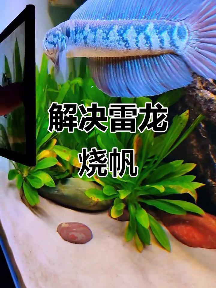 如何預防龍魚燒尾？【《如何預防龍魚燒尾?》】