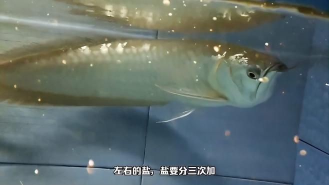 如何預防龍魚燒尾？【《如何預防龍魚燒尾?》】