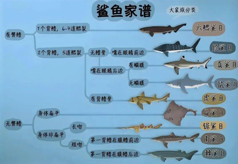 鯨鯊魚排行榜前十名【世界上最大的十種鯊魚】