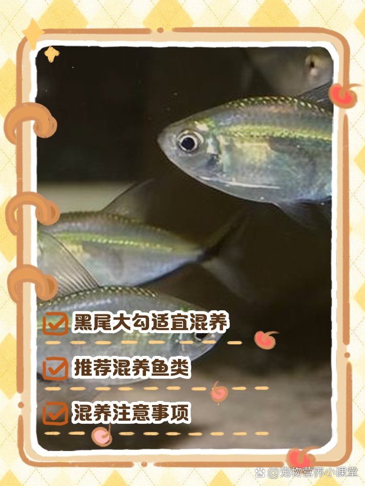 什么魚能和大勾魚混養【黑尾大勾混養指南，打造和諧水族箱的黃金法則】