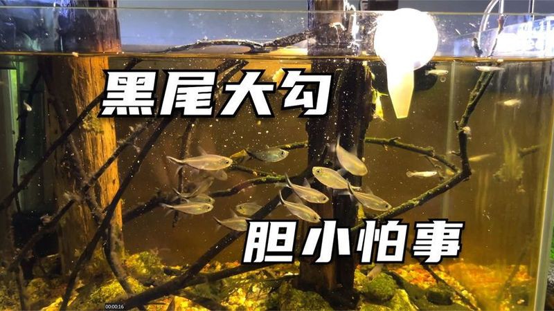 什么魚能和大勾魚混養【黑尾大勾混養指南，打造和諧水族箱的黃金法則】