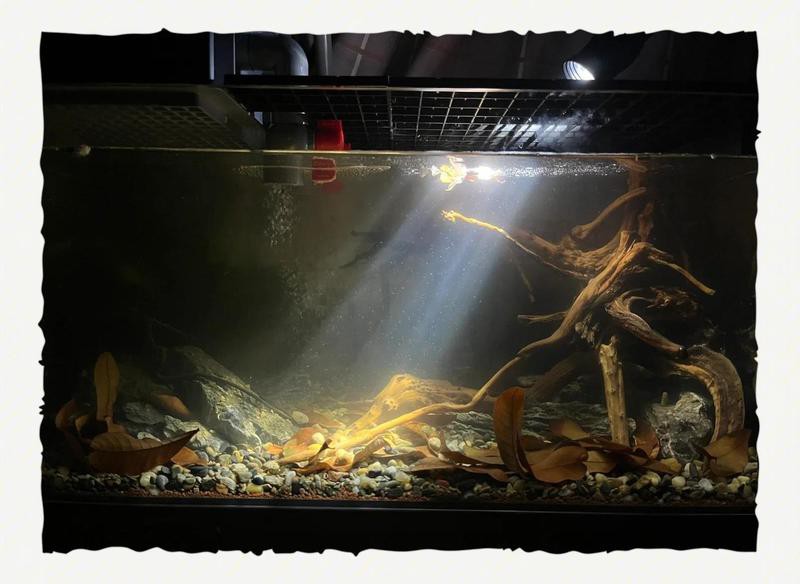 什么魚能和大勾魚混養【黑尾大勾混養指南，打造和諧水族箱的黃金法則】