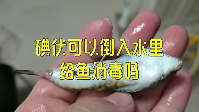 碘伏中毒的魚還能恢復(fù)嗎？【碘伏中毒的魚能否恢復(fù)】