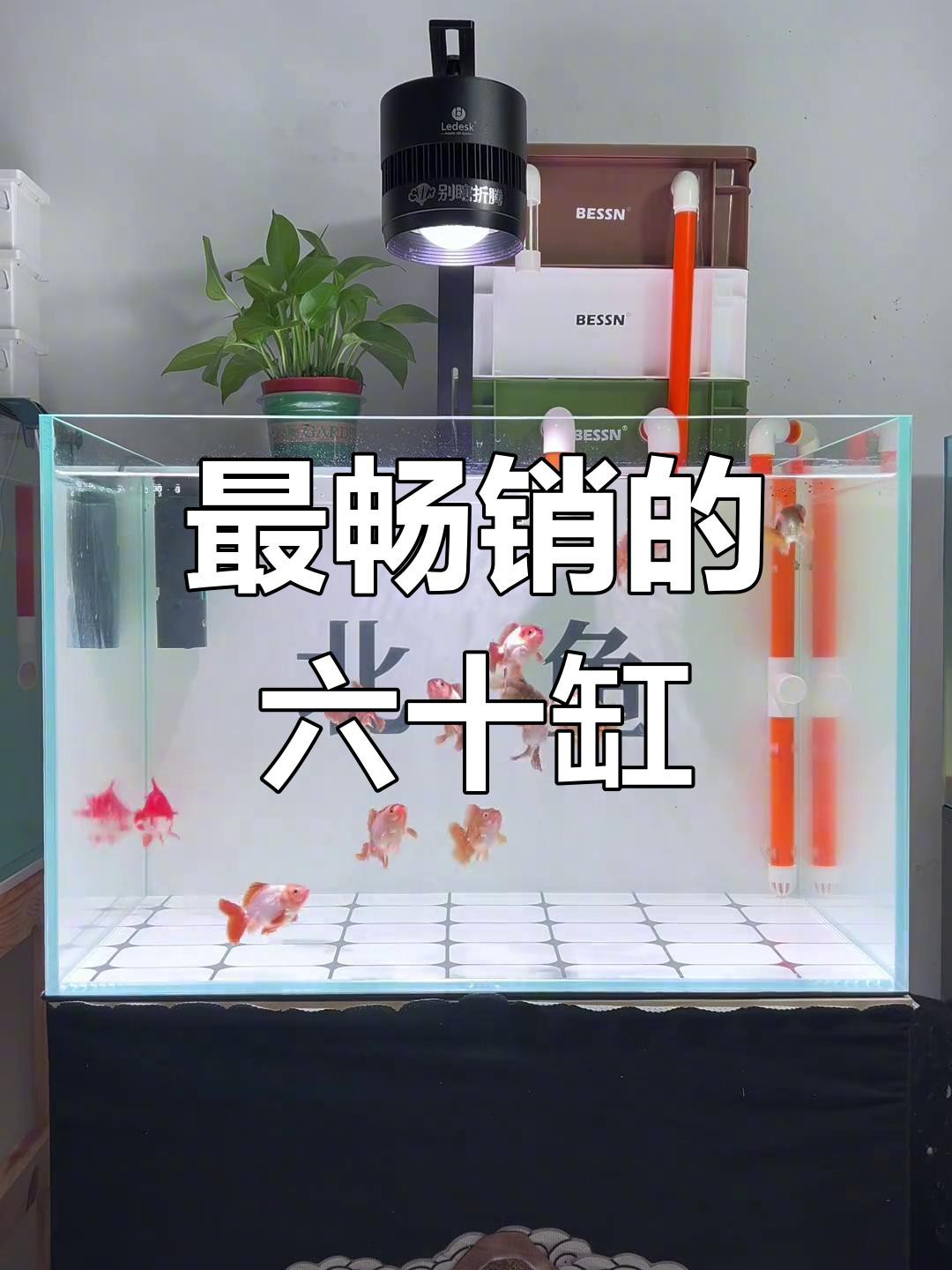 為什么都建議60的缸【60厘米的魚缸為什么都建議60的缸林之承為什么都建議60的缸】