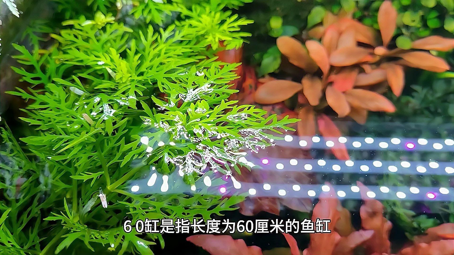 為什么都建議60的缸【60厘米的魚缸為什么都建議60的缸林之承為什么都建議60的缸】